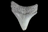Juvenile Megalodon Tooth - Georgia #83673-1